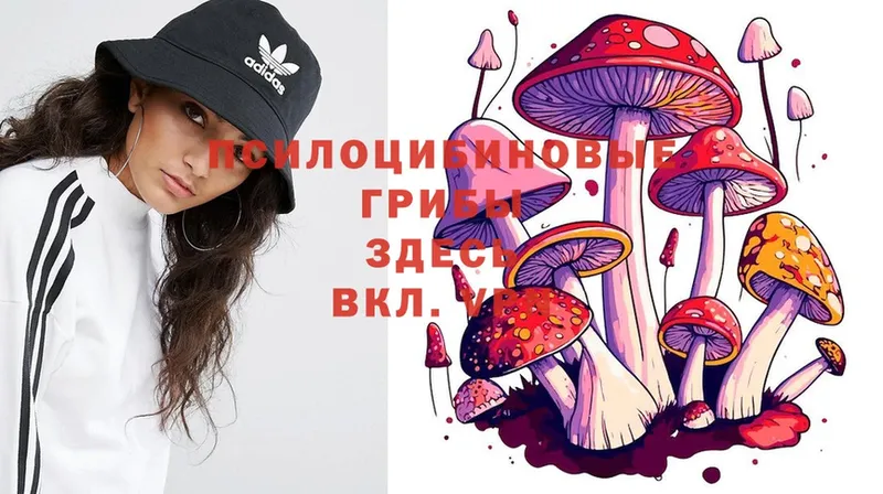 где продают наркотики  Знаменск  Псилоцибиновые грибы Psilocybine cubensis 